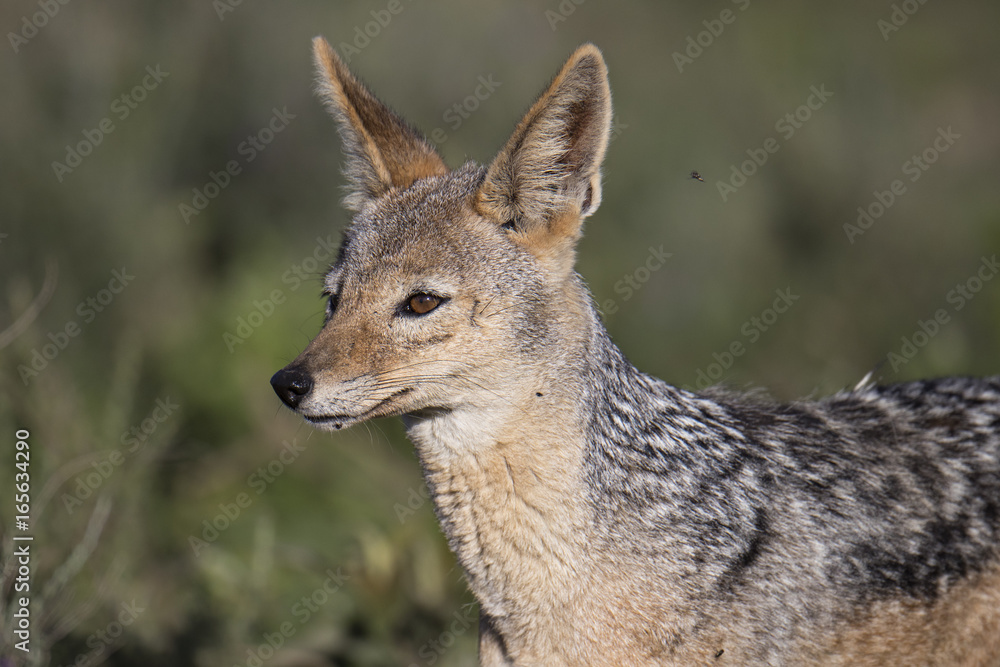 jackal jackal