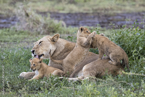 Lion © Fabrizio Moglia