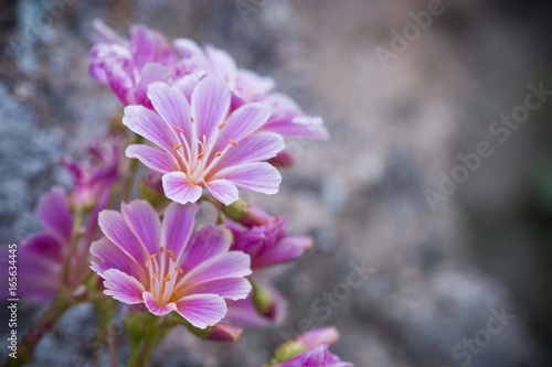Purple Flower