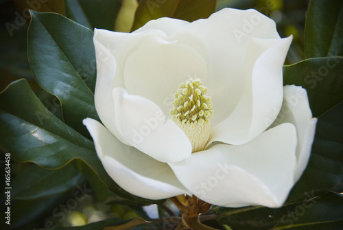 Magnolia 2
