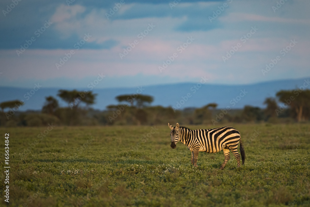 Naklejka premium zebra