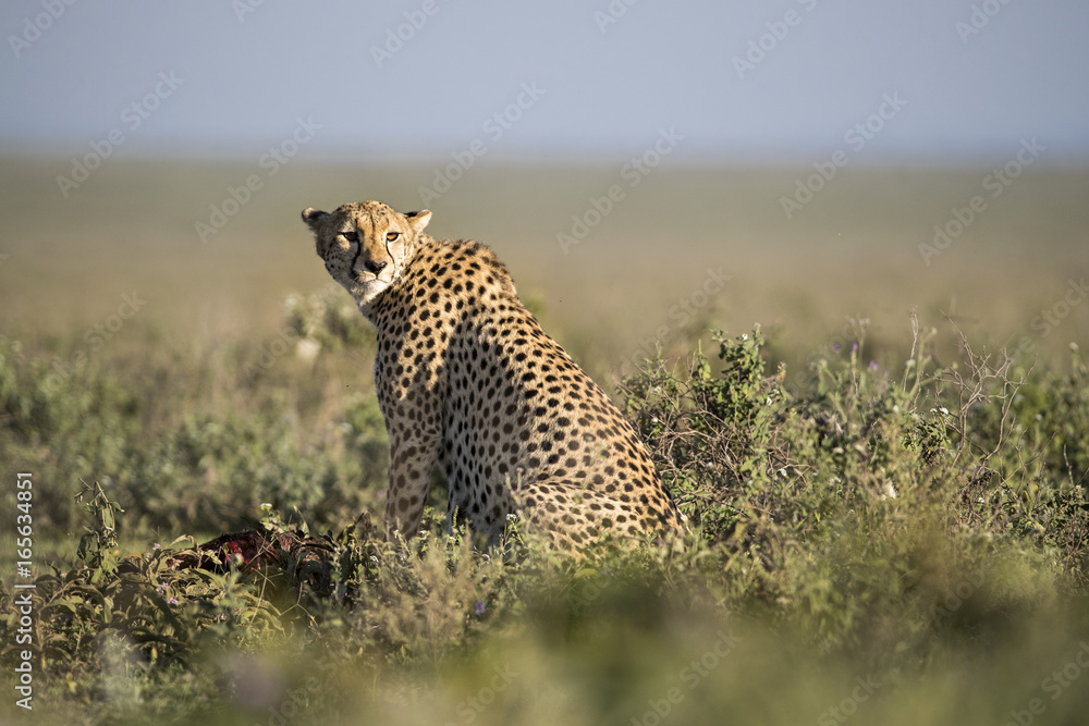 Obraz premium cheeta