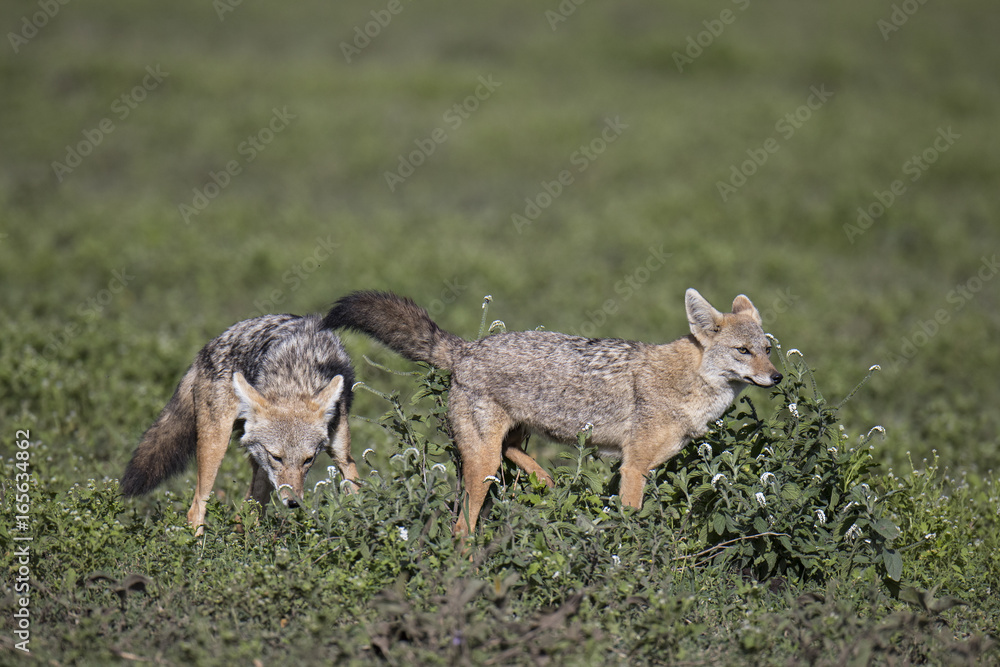 jackal jackal