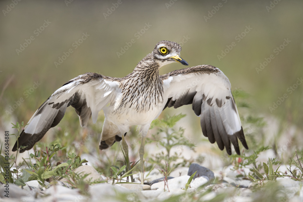 Obraz premium animal