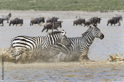 zebra