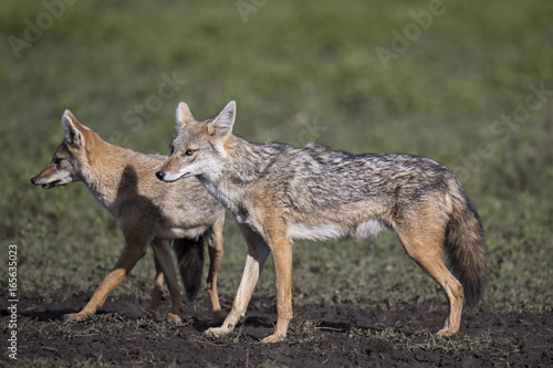 jackal © Fabrizio Moglia