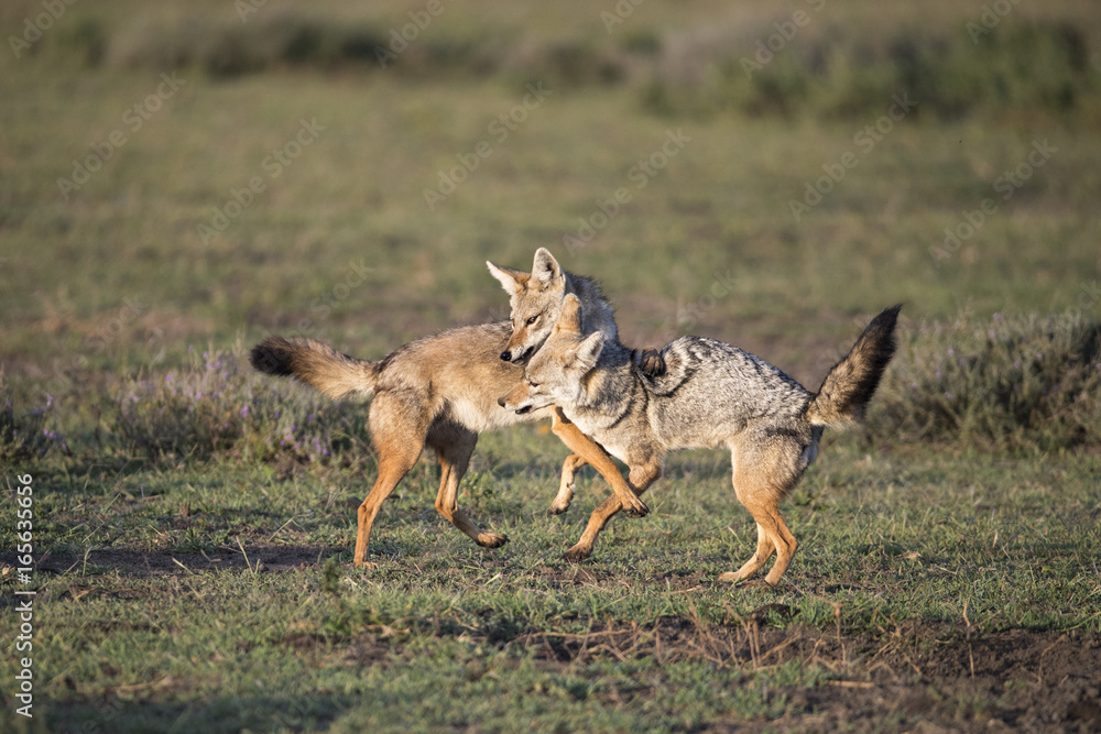 Fototapeta premium animal