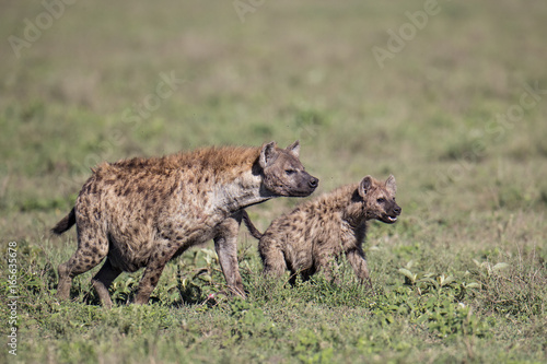 animal © Fabrizio Moglia