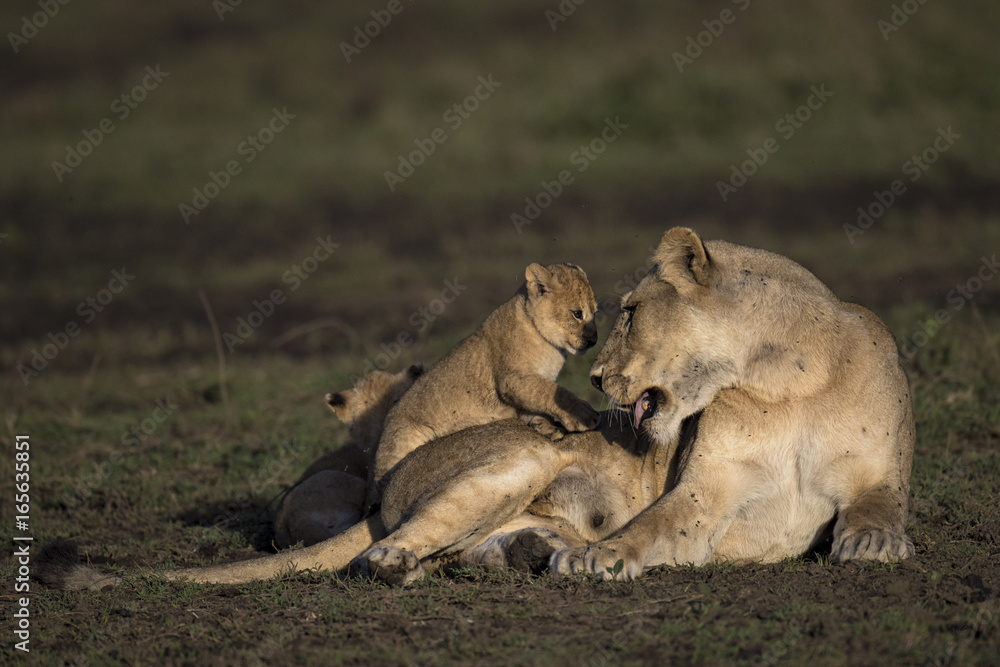 Fototapeta premium Lion