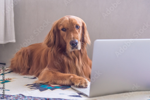 Golden Retriever in the use of computers © chendongshan