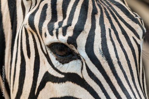 Close up of Zebra head including eye contact and fur pattern