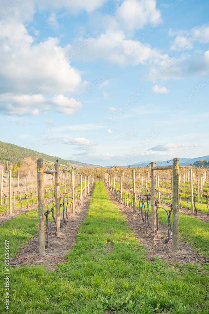 View of rows of grapevines and blue sky at vineyard in spring