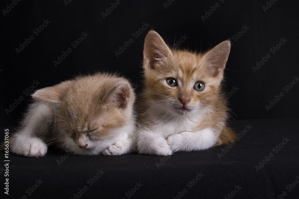 cute giner kittens on black background