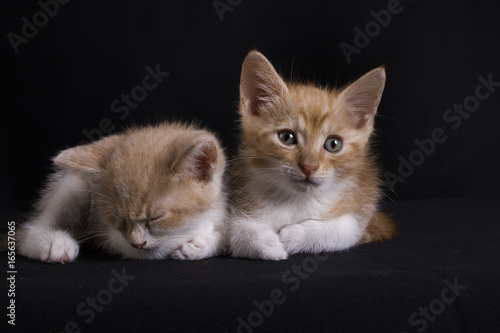 cute giner kittens on black background photo