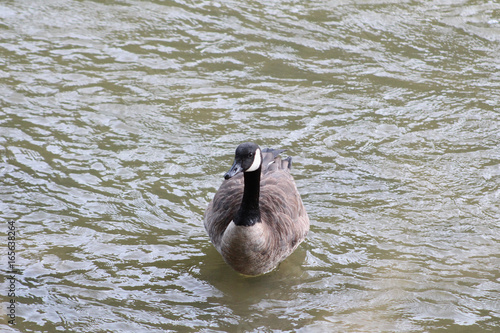 Canada goose on the Humber photo