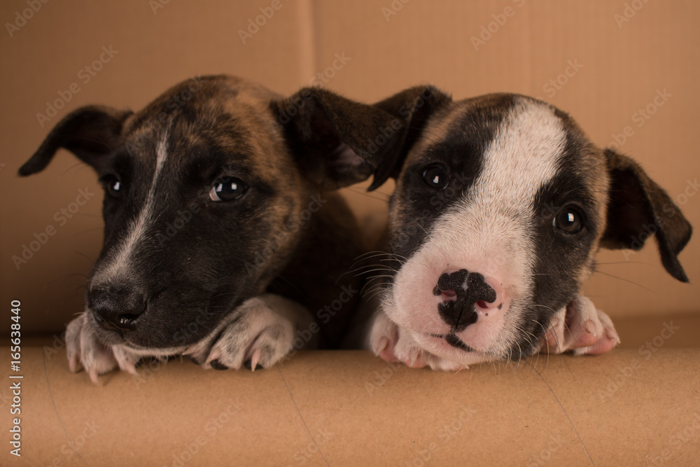 two cute brown and white puppies with cardboard