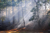sunlight through fog and trees in the woods