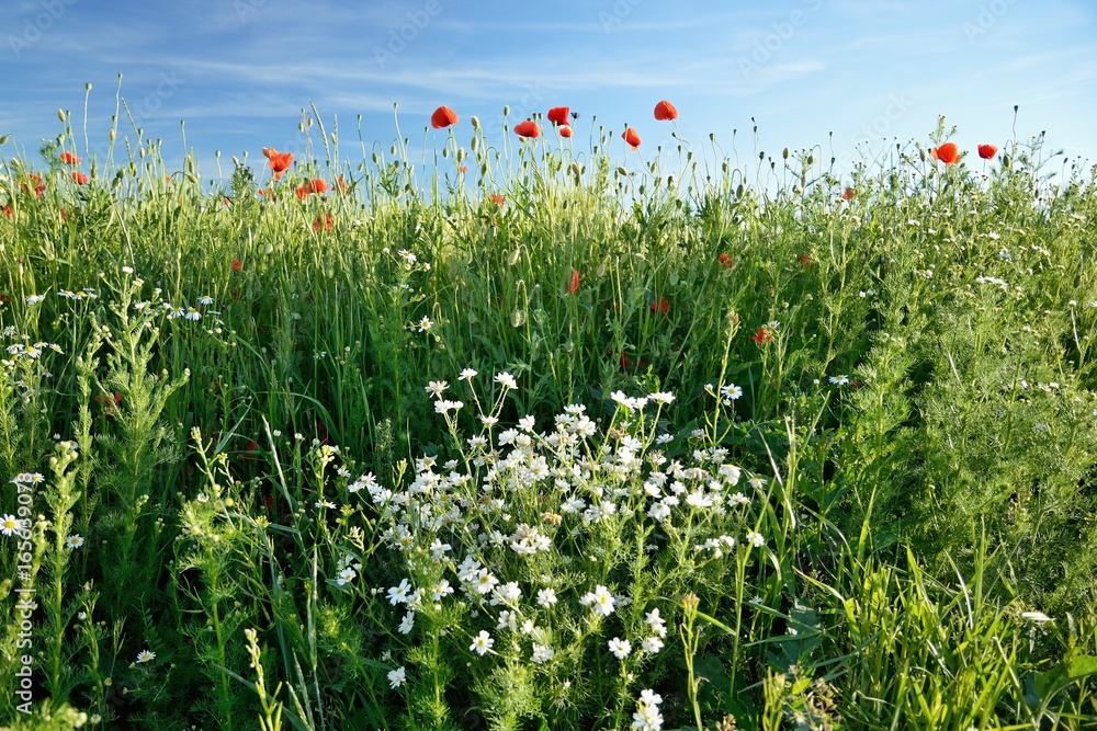Fototapeta premium Piękne letnie kwiaty maku z czerwonymi płatkami. Kwitnące rośliny o zachodzie słońca. Pole maków