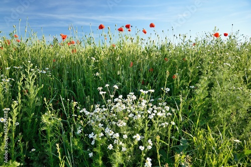 Fototapeta Naklejka Na Ścianę i Meble -  Beautiful summer poppy flowers with red petals. Blooming plants at sunset. Poppy field