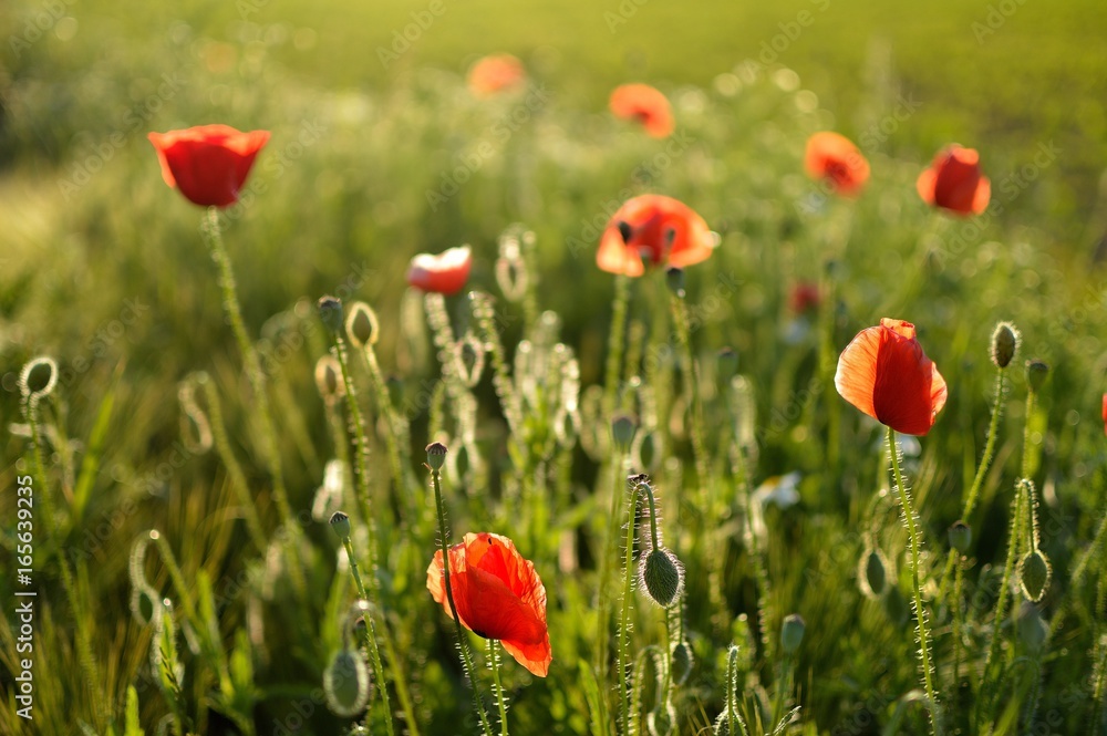 Obraz premium Beautiful summer poppy flowers with red petals. Blooming plants at sunset. Poppy field