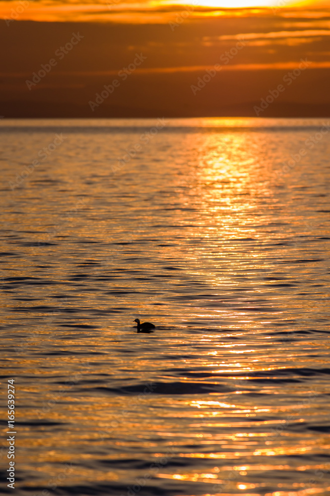 Sunset and waterfowl on Semiahmoo Bay Sunset and waterfowl on Semiahmoo Bay