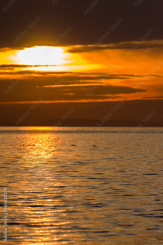 Sunset and waterfowl on Semiahmoo Bay Sunset and waterfowl on Semiahmoo Bay