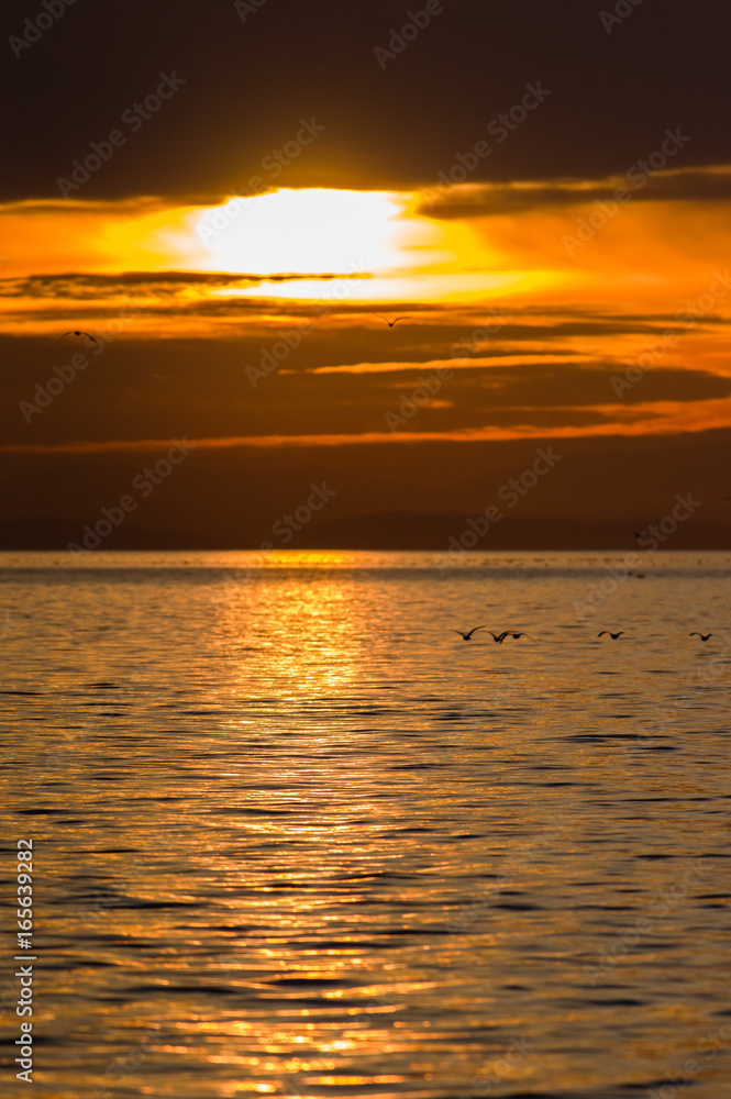 Sunset and waterfowl on Semiahmoo Bay Sunset and waterfowl on Semiahmoo Bay