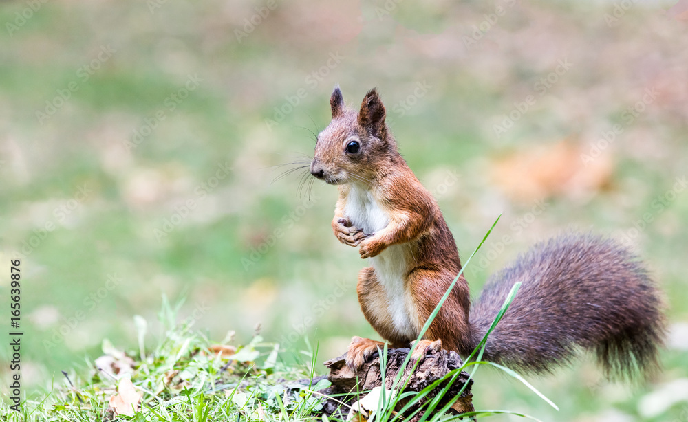 young red squirrel sitting on stump of tree in forest on blurred green grass background young red squirrel sitting on stump of tree in forest on blurred green grass background