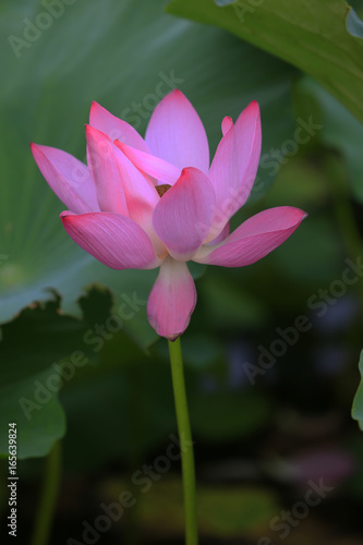 lotus