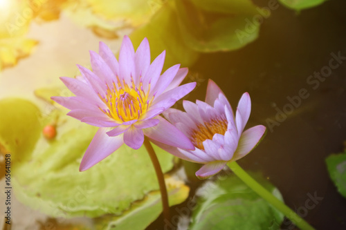 Abstract  the beautiful of lotus flower in the pond with the beam light and lens fair effect tone   soft focus