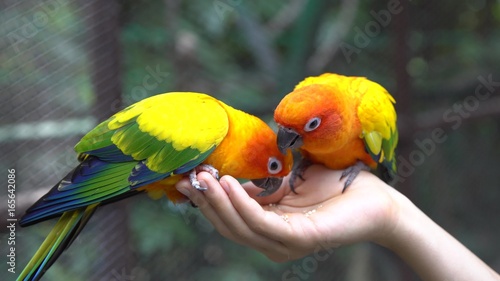 Hand Holding and Feeding Parrots - Animal Care Concept.