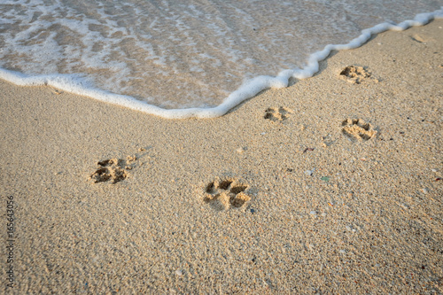 Dog footprints in sand at beach.
