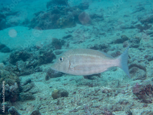 Fototapeta Naklejka Na Ścianę i Meble -  white fish swimming at underwater