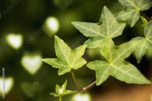 green leaves isolated with heart bokeh at background , summer and spring background for refreshing