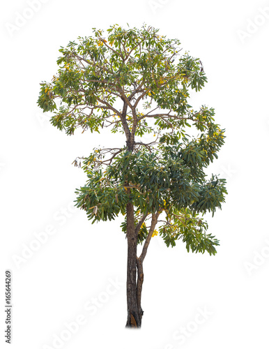 Tree isolate on white background