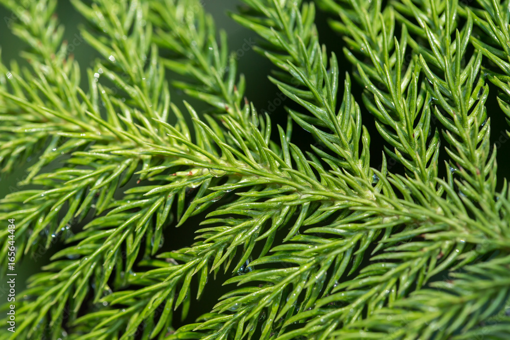 Green leaves texture background Green leaves texture background