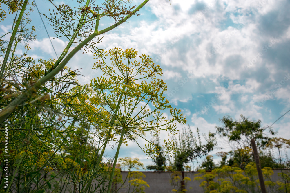 Obraz premium Yellow flower of dill in the garden, yellow dill close up, summer day.