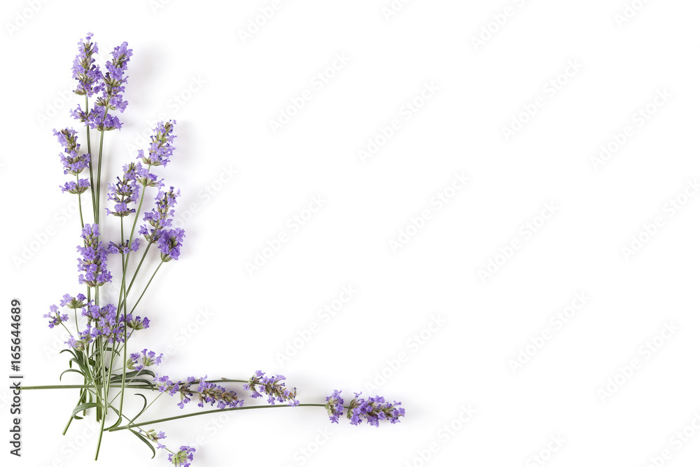 Obraz premium Lawendowa roślina na białym tle