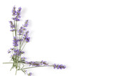 Lavender plant on white background