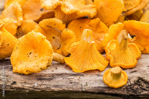  mushrooms chanterelles on a wooden table
