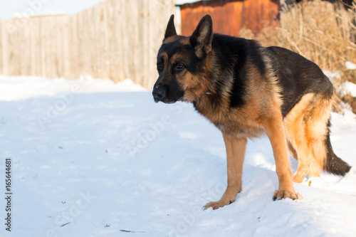 Dog german shepherd in a village in a winter  © keleny