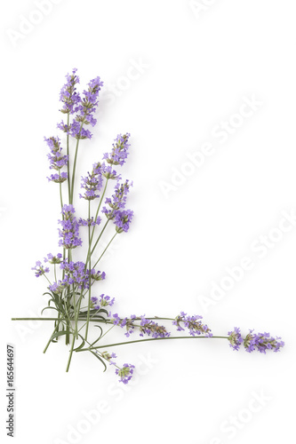 Fototapeta Naklejka Na Ścianę i Meble -  Aromatic Lavender herbs