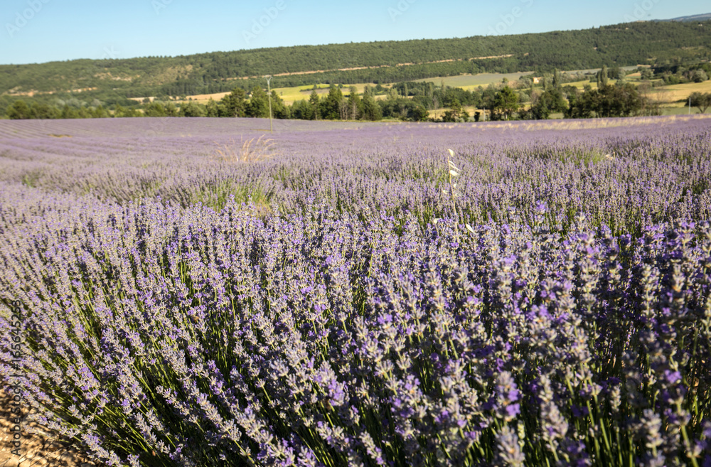 Lavender field in Provence, near Sault, France Lavender field in Provence, near Sault, France