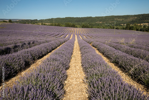 Lavender field in Provence, near Sault, France