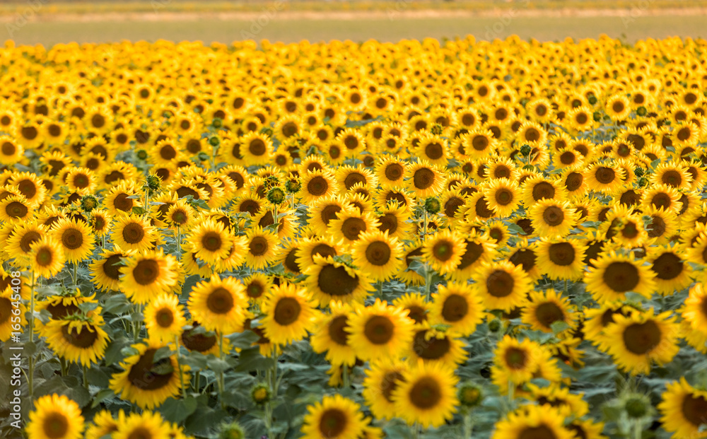 Fototapeta premium Sunflowers field near Arles in Provence, France