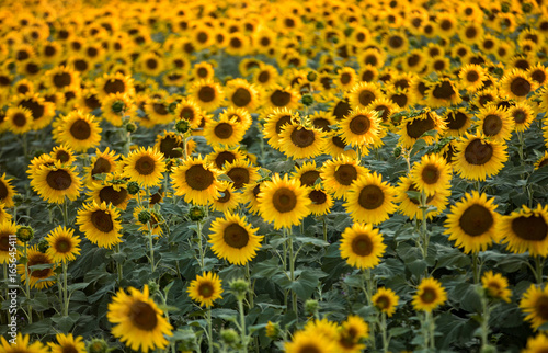 Fototapeta Naklejka Na Ścianę i Meble -  Sunflowers field near Arles  in Provence, France