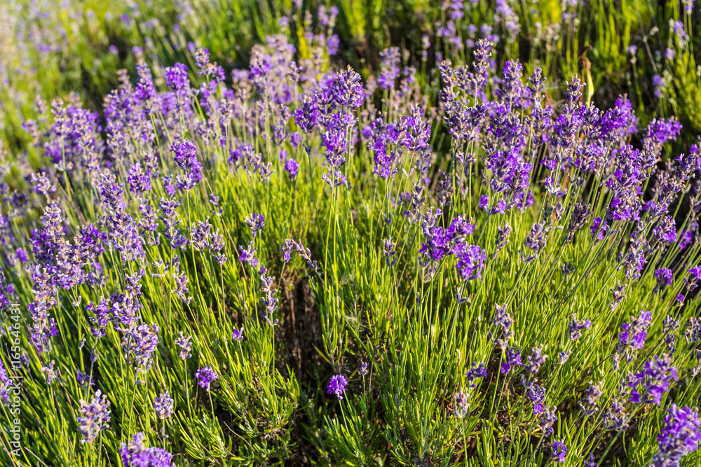Fototapeta premium Lavender plants growing in a field