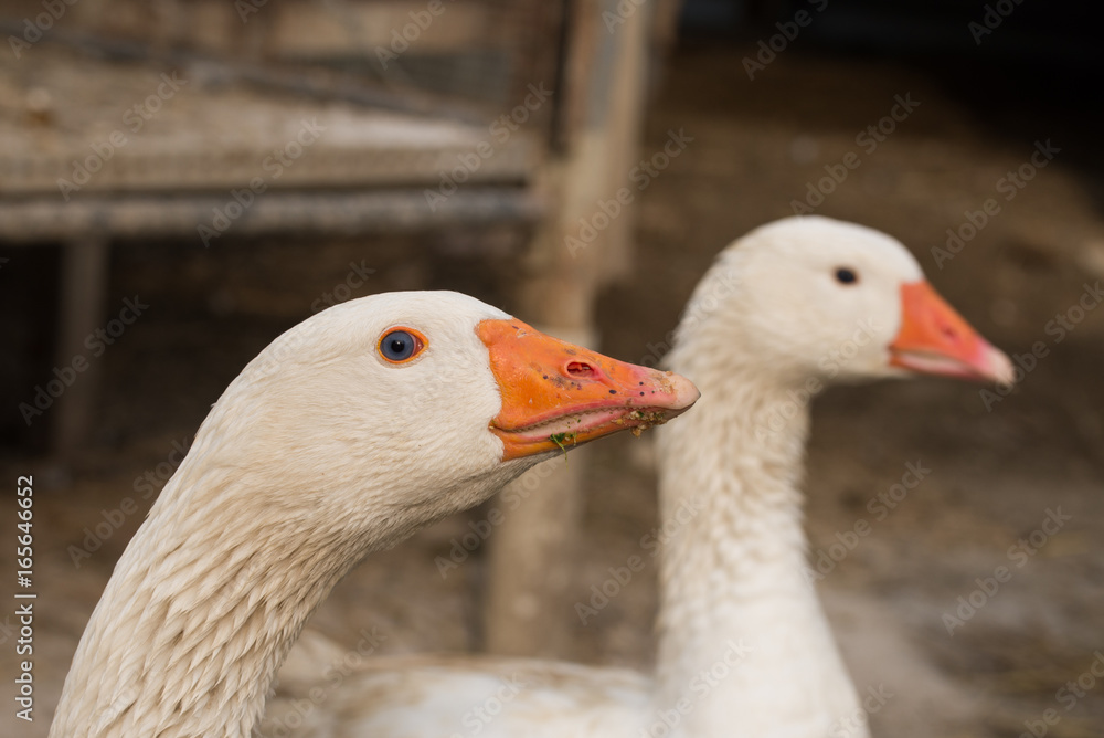 geese geese