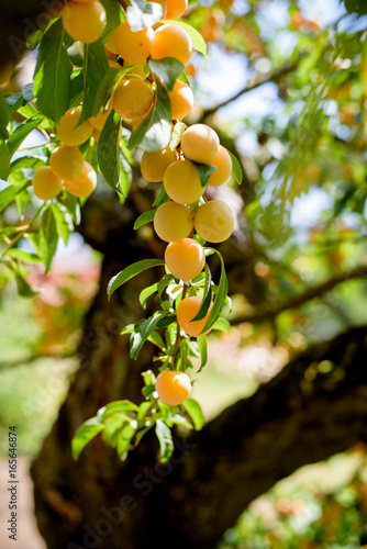 Orange plum tree bunch of ripe fruits