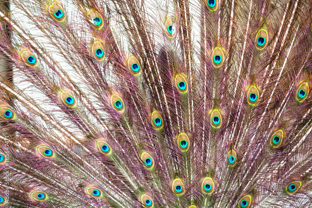 Obraz premium The peacock opened his tail